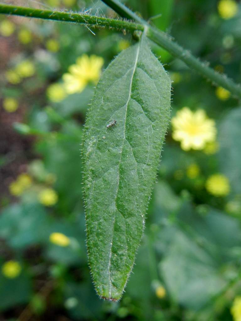 Lapsana communis / Lassana comune